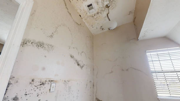 Best Airborne Mold Testing  in , MO