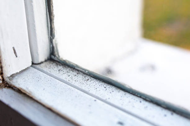 Best Biohazard Mold Removal  in , MO