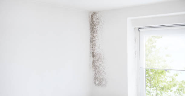 Best Indoor Air Quality Assessment  in , MO