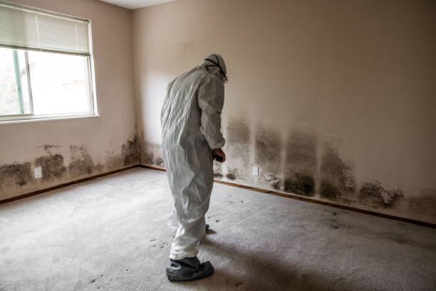 Best Mold Odor Removal Services  in , MO