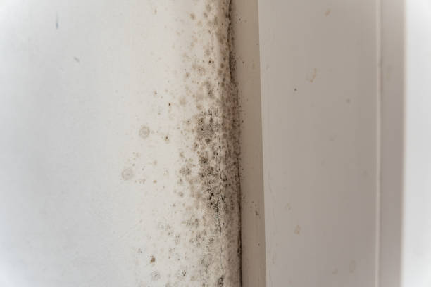 Best Black Mold Removal  in , MO