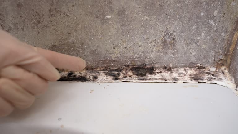  , MO Mold Removal Pros
