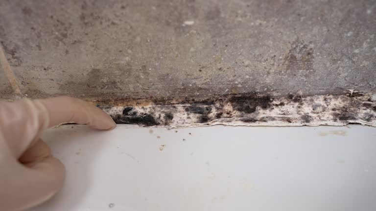 Best Basement Mold Removal  in , MO