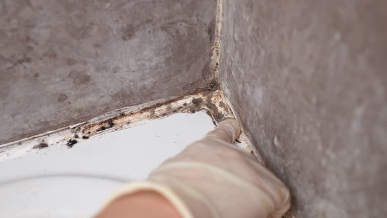 Best Environmental Consulting for Mold Prevention  in , MO