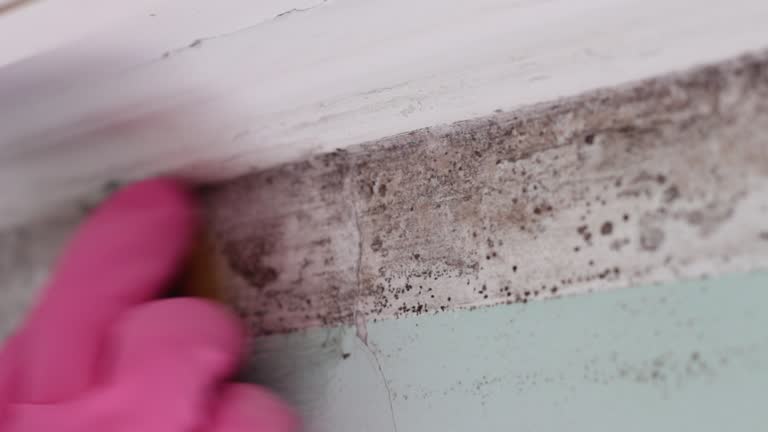 Best Water Damage & Mold Remediation  in , MO